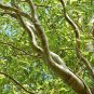 4 Green Curly Willow Trees to Grow - Fast Growing Exotic Tree - Great for Bonsai