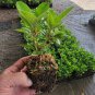 ( 1 ) - Neon Rhododendron - Starter Plant ( XL ) ( 1 live plant )