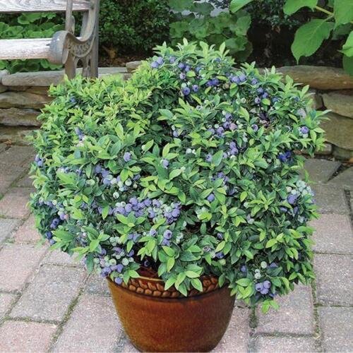 ( 1 ) - Top Hat Dwarf Blueberry - Starter Plant ( LG ) ( 1 plant )