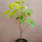 Michelia Alba/Magnolia Champaca Live Plant (White Flowers) live plants indoor/outdoor