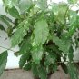 Arabica Coffee Bean Live Plant live plants indoor/outdoor