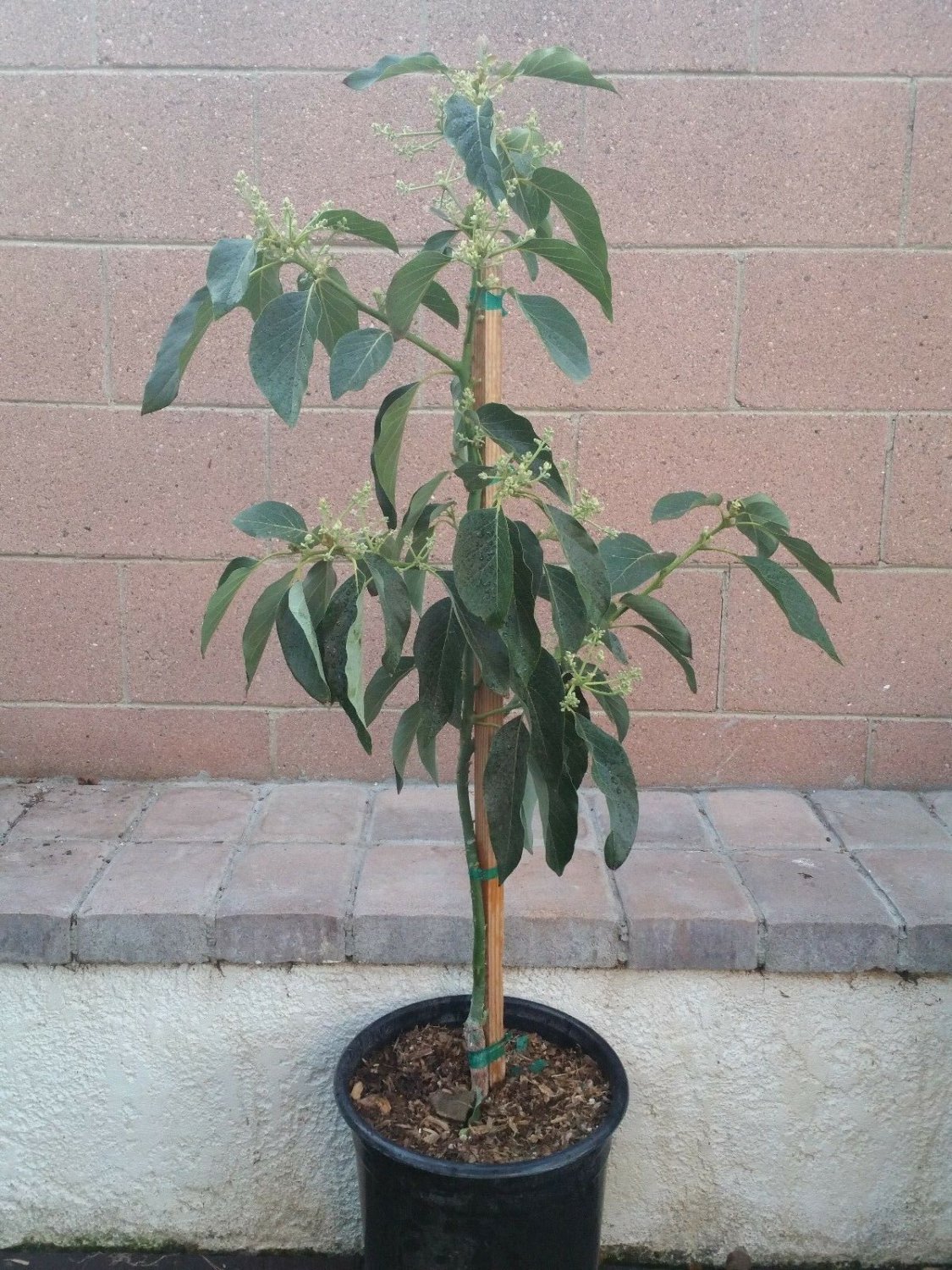 Avocado Dwarf (Little Cado) Grafted Plants