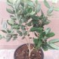 Pineapple Guava (Feijoa sellowiana 'Nazemetz') Tropical Fruit Trees live plants indoor/outdoor