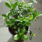 Gardenia Jasminoides (Golden Magic) Live Plant Outdoor/indoor plants