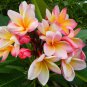 ROOTED PINK PLUMERIA PLANT (Cotton Candy) WITH MULTI TIP