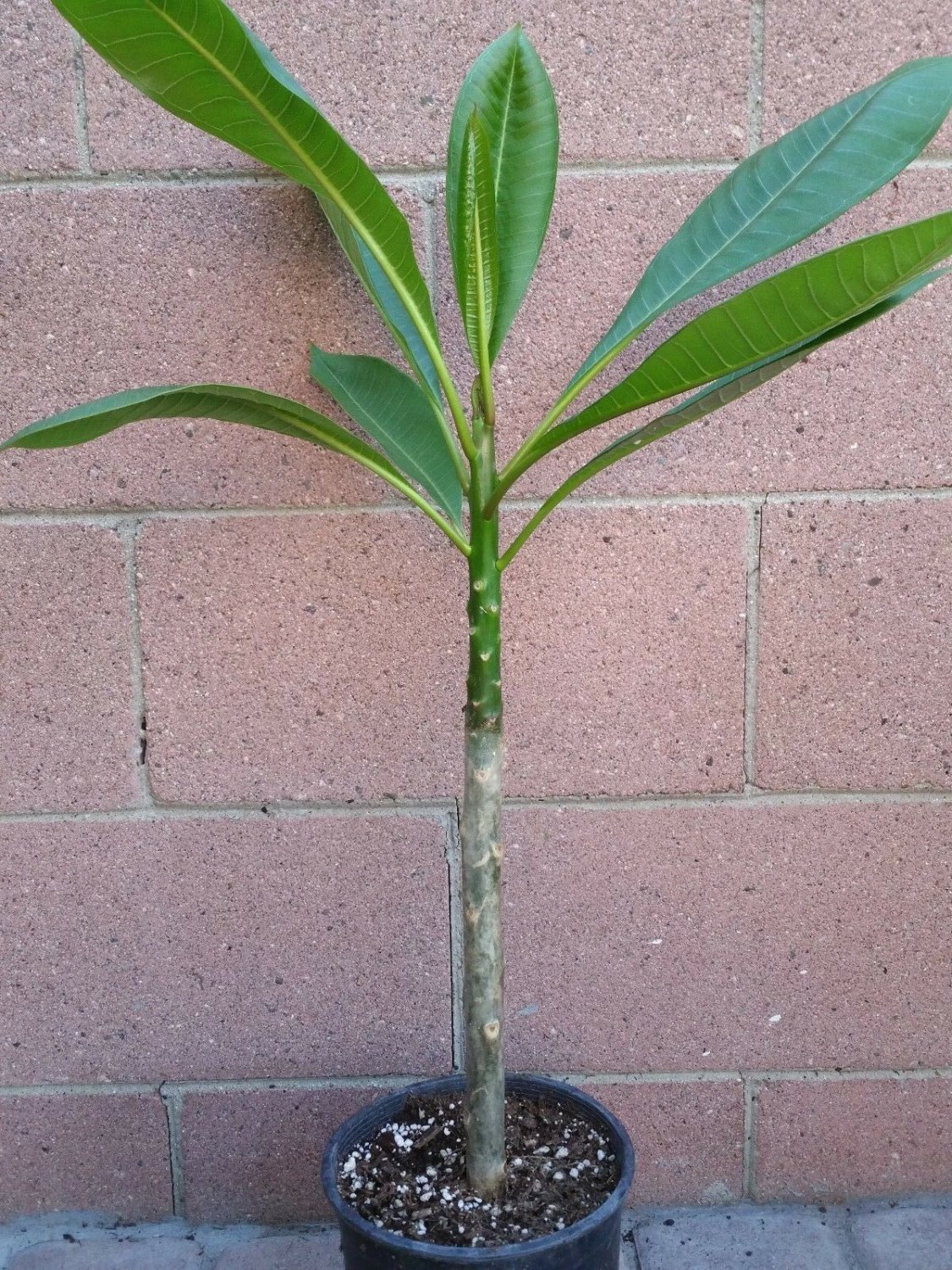 ROOTED PINK PLUMERIA PLANT (KANEOHE SUNSET) live plants indoor/outdoor