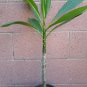 ROOTED PINK PLUMERIA PLANT (KANEOHE SUNSET) live plants indoor/outdoor