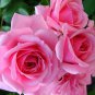Gene Boerner Rose Live Plants (Pink Flower)