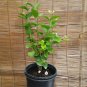 Jasmine Sambac 'Arabian' Live Plants Outdoor/indoor plants