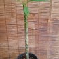 ROOTED PLUMERIA PLANT (Celadine) live plants indoor/outdoor