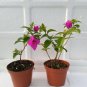 Two Royal Purple Bougainvillea Plants Indoors Outdoor Live Plant Bonsai Graden