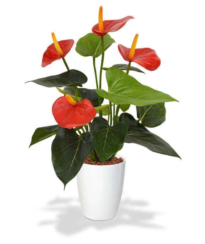 Red Anthurium Live Plant