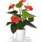 Red Anthurium Live Plant