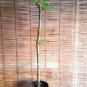 Cup of Gold Vine (Solandra maxima) Live Plant Outdoor/indoor plants.