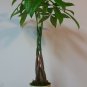 Money Tree / Feng Shui Plant / Good Luck Tree live plants indoor/outdoor