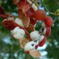 50 Seeds White Guamuchil, Pithecellobium dulce Tree Madras Thorn Manila tamarind