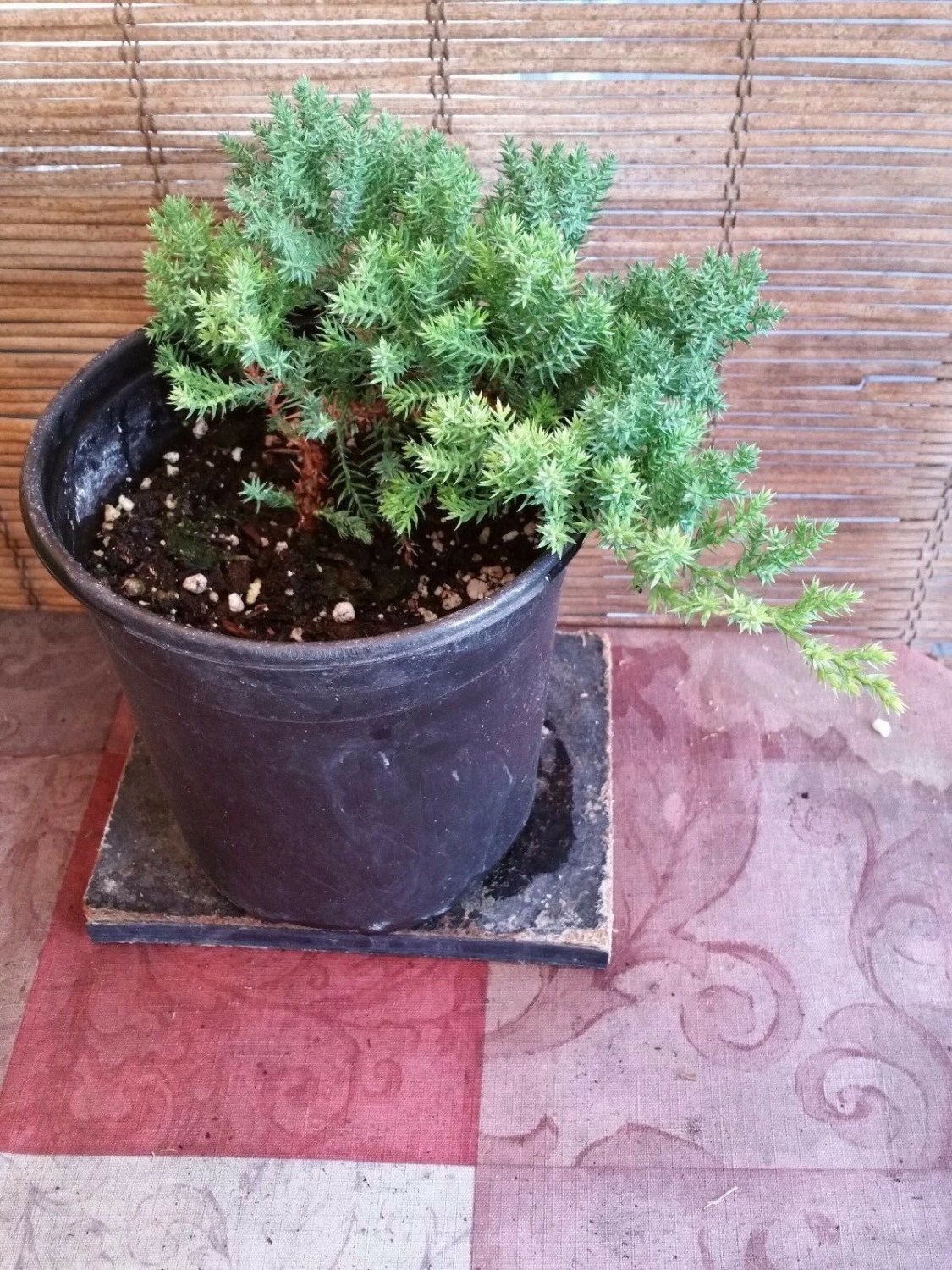 Juniper Bonsai Trees (Pre-Bonsai 4 to 5 yrs)