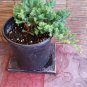 Juniper Bonsai Trees (Pre-Bonsai 4 to 5 yrs)