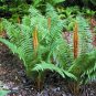 CINNAMON FERN 20 rhizome/root-(osmundastrum cinnamomeum)