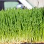Seeds, 8 Pounds, Oatgrass, Cat Oat Grass Dog Antioxidant Pets Avena Sativa pasto