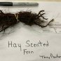 10 Hay Scented Fern clumps (Dennstaedtia punctilobula)