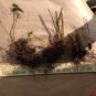 Christmas Fern 20 rhizomes (Polystichum Acrostichoides)