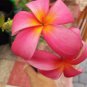 Plumeria Cutting (Kaneohe Sunburst) 16"-18" with 1 tip live plants indoor/outdoor.