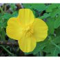 20 CELANDINE yellow POPPY bulb (Stylophorum eiphyllym
