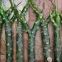 Plumeria Cutting Rubra Yellow 10"-12" Multi tip live plants indoor/outdoor