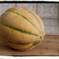 50 Seeds Tuscan Cantaloupe, Cantalope, Cantelope, Muskmelon, Sweet Cucumis Melon