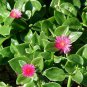 15 Seeds Aptenia cordifolia, Red Apple Ground Cover Iceplant Cactus Baby Sunrose