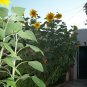 50 Seeds Giant Russian Mammoth Sunflower Heirloom Orga Helianthus annuus Girasol
