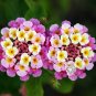 50 Seeds, Lantana camara, Orange Pink Purple Banderita EspaƱola Butterfly Flower