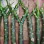 Plumeria Cutting (Celadine) 10"~12" with Multi tip +3 free seeds live plants indoor/outdoor