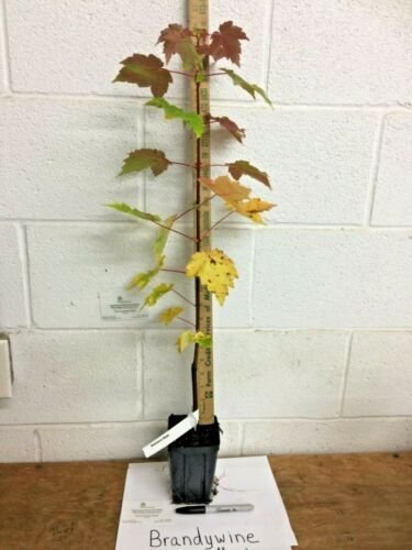 Brandywine Maple qt. pot