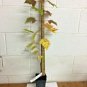 Brandywine Maple qt. pot