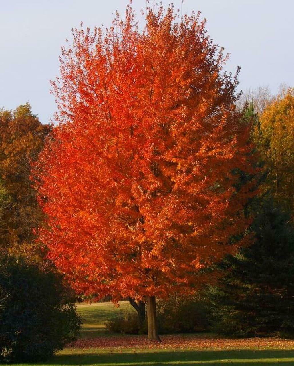 Autumn Blaze Maple quart pot