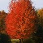 Autumn Blaze Maple quart pot