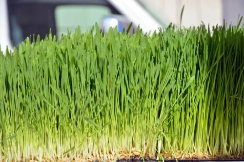 Seeds, 4 Pounds, Oatgrass, Cat Oat Grass Dog Antioxidant Pets Avena Sativa pasto