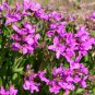 ARABIS WALL ROCK CRESS SPRING CHARM Arabis Blepharophylla - 200 Seeds