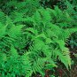 5 Hay Scented Fern clumps (Dennstaedtia punctilobula)