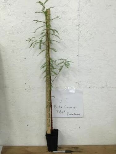 BALD CYPRESS TREE quart pot (Taxodiun distichun)