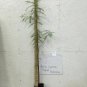BALD CYPRESS TREE quart pot (Taxodiun distichun)