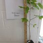 American Beech (fagusgrandifolia) quart pot