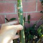 Plumeria Cutting (Celadine) 10"~12" with 1 tip live plants indoor/outdoor