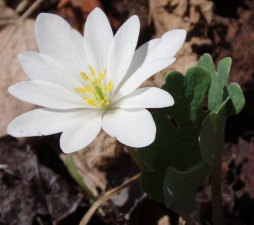 Bloodroot 10 roots perennial