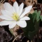 Bloodroot 10 roots perennial