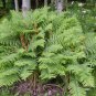 CINNAMON FERN 5 rhizome/root-(osmundastrum cinnamomeum)