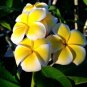 Plumeria Cutting Rubra Yellow 10"-12" with 1 tip live plants indoor/outdoor