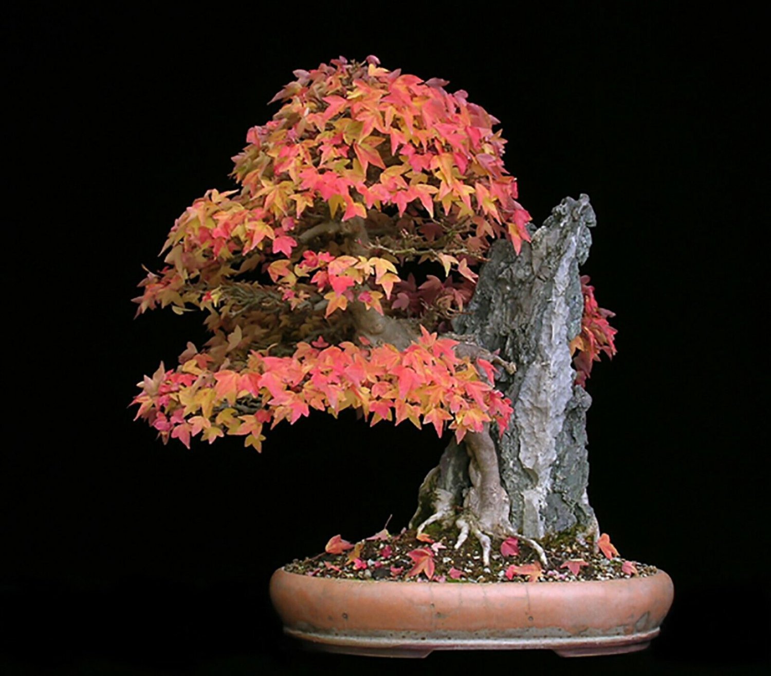 Trident Maple, Acer buergerianum, Tree Seeds (Fall Color, Hardy, Bonsai) 30 Seeds